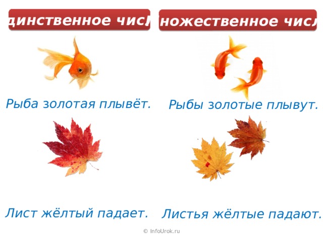 Единственное число Множественное число Рыба з олотая  плывёт. Рыбы з олотые  плывут. Лист жёлтый падает. Листья жёлтые падают. © InfoUrok.ru 