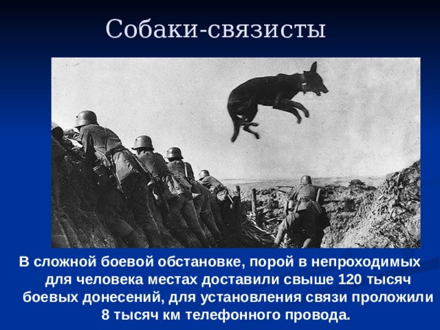 Собаки-связисты  В сложной боевой обстановке, порой в непроходимых для человека местах доставили свыше 120 тысяч боевых донесений, для установления связи проложили 8 тысяч км телефонного провода. 