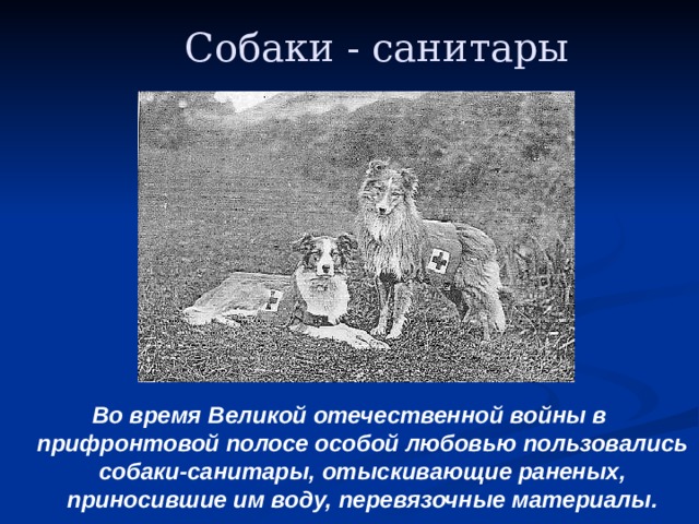 Собаки - санитары Во время Великой отечественной войны в прифронтовой полосе особой любовью пользовались собаки-санитары, отыскивающие раненых, приносившие им воду, перевязочные материалы.  