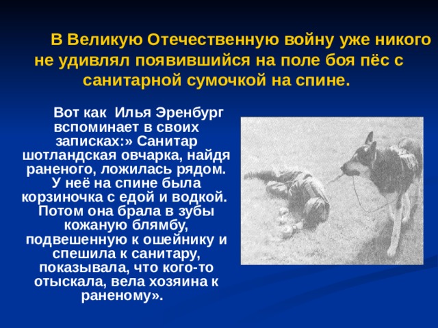  В Великую Отечественную войну уже никого не удивлял появившийся на поле боя пёс с санитарной сумочкой на спине.  Вот как Илья Эренбург вспоминает в своих записках:» Санитар шотландская овчарка, найдя раненого, ложилась рядом. У неё на спине была корзиночка с едой и водкой. Потом она брала в зубы кожаную блямбу, подвешенную к ошейнику и спешила к санитару, показывала, что кого-то отыскала, вела хозяина к раненому».  *-- 