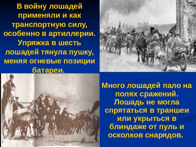 В войну лошадей применяли и как транспортную силу, особенно в артиллерии. Упряжка в шесть лошадей тянула пушку, меняя огневые позиции батареи. Много лошадей пало на полях сражений. Лошадь не могла спрятаться в траншеи или укрыться в блиндаже от пуль и осколков снарядов. 
