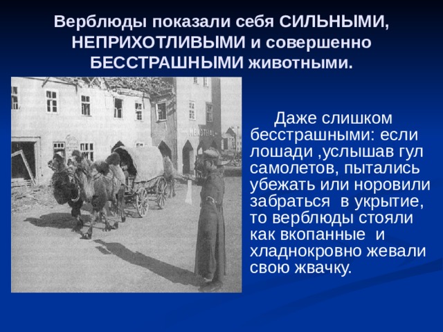Верблюды показали себя СИЛЬНЫМИ, НЕПРИХОТЛИВЫМИ и совершенно БЕССТРАШНЫМИ животными.  Даже слишком бесстрашными: если лошади ,услышав гул самолетов, пытались убежать или норовили забраться в укрытие, то верблюды стояли как вкопанные и хладнокровно жевали свою жвачку. 