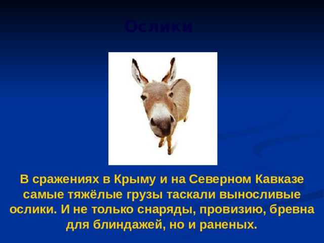 Ослики В сражениях в Крыму и на Северном Кавказе самые тяжёлые грузы таскали выносливые ослики. И не только снаряды, провизию, бревна для блиндажей, но и раненых. 
