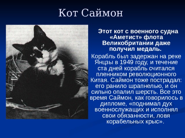 Кот Саймон   Этот кот с военного судна «Аметист» флота Великобритании даже получил медаль.   Корабль был задержан на реке Янцзы в 1949 году, и течение ста дней корабль считался пленником революционного Китая. Саймон тоже пострадал: его ранило шрапнелью, и он сильно опалил шерсть. Все это время Саймон, как говорилось в дипломе, «поднимал дух военнослужащих и исполнял свои обязанности, ловя корабельных крыс».   