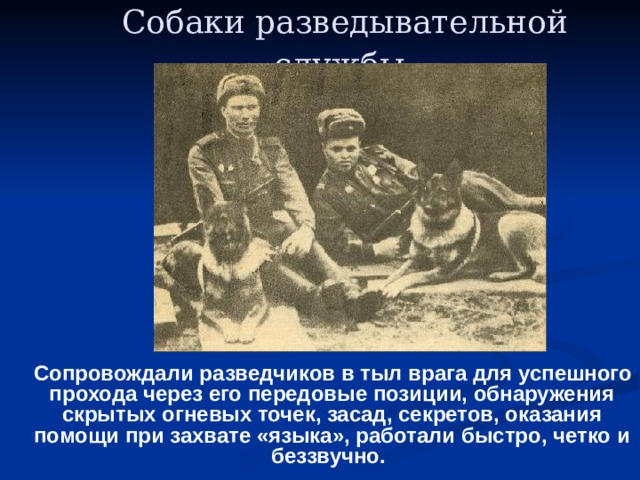 Собаки разведывательной службы   Сопровождали разведчиков в тыл врага для успешного прохода через его передовые позиции, обнаружения скрытых огневых точек, засад, секретов, оказания помощи при захвате «языка», работали быстро, четко и беззвучно.  