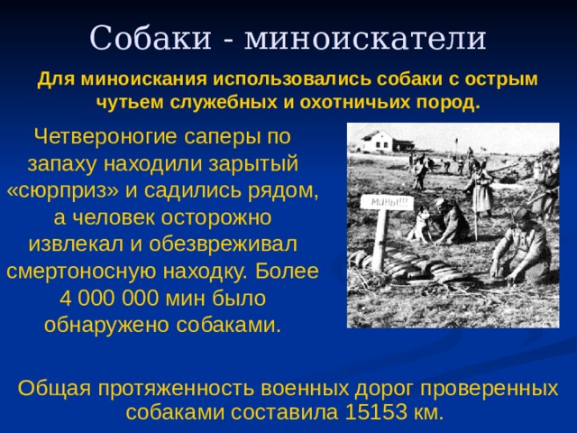 Собаки - миноискатели Для миноискания использовались собаки с острым чутьем служебных и охотничьих пород. Четвероногие саперы по запаху находили зарытый «сюрприз» и садились рядом, а человек осторожно извлекал и обезвреживал смертоносную находку. Более 4 000 000 мин было обнаружено собаками. Общая протяженность военных дорог проверенных собаками составила 15153 км. 