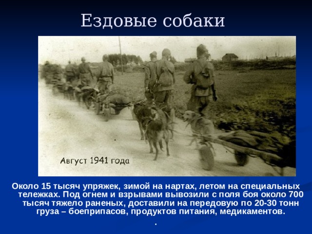 Ездовые собаки  Около 15 тысяч упряжек, зимой на нартах, летом на специальных тележках. Под огнем и взрывами вывозили с поля боя около 700 тысяч тяжело раненых, доставили на передовую по 20-30 тонн груза – боеприпасов, продуктов питания, медикаментов.  . 