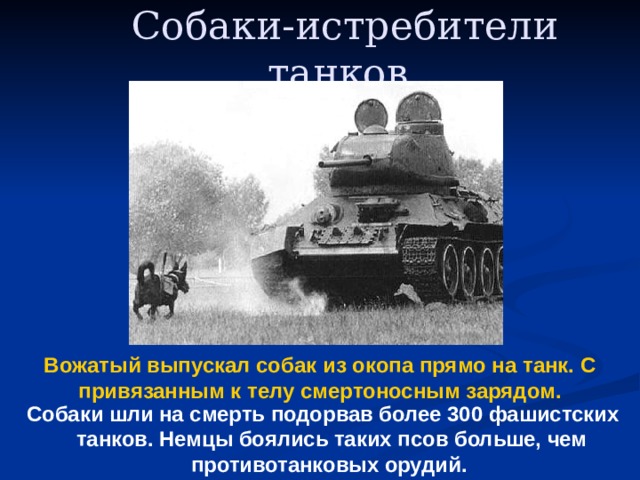 Собаки-истребители танков  Вожатый выпускал собак из окопа прямо на танк. С привязанным к телу смертоносным зарядом.  Собаки шли на смерть подорвав более 300 фашистских танков. Немцы боялись таких псов больше, чем противотанковых орудий. 