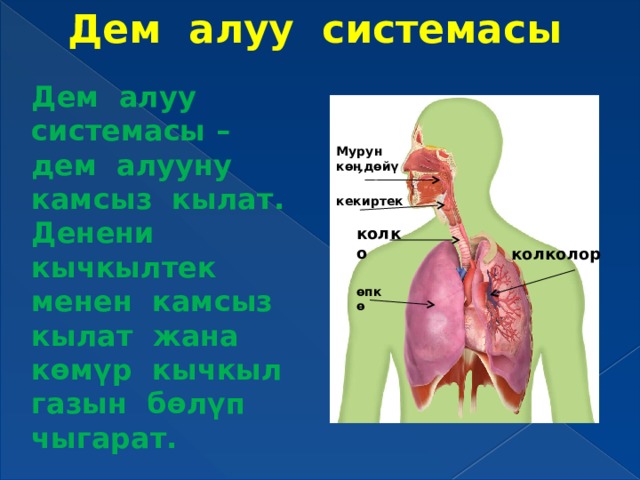 Дем алуу системасы Дем алуу системасы – дем алууну камсыз кылат. Денени кычкылтек менен камсыз кылат жана көмүр кычкыл газын бөлүп чыгарат. Мурун к өӊдөйү кеке кекиртек колко колколор өпкө 