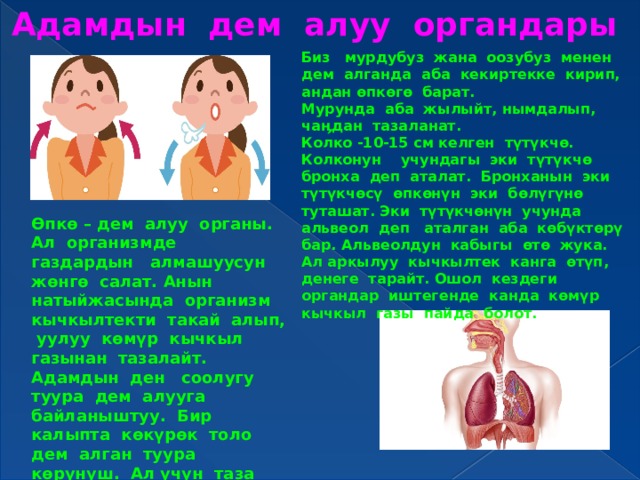 Адамдын дем алуу органдары   Биз мурдубуз жана оозубуз менен дем алганда аба кекиртекке кирип, андан өпкөгө барат. Мурунда аба жылыйт, нымдалып, чаӊдан тазаланат. Колко -10-15 см келген түтүкчө. Колконун учундагы эки түтүкчө бронха деп аталат. Бронханын эки түтүкчөсү өпкөнүн эки бөлүгүнө туташат. Эки түтүкчөнүн учунда альвеол деп аталган аба көбүктөрү бар. Альвеолдун кабыгы өтө жука. Ал аркылуу кычкылтек канга өтүп, денеге тарайт. Ошол кездеги органдар иштегенде канда көмүр кычкыл газы пайда болот. Өпкө – дем алуу органы. Ал организмде газдардын алмашуусун жөнгө салат. Анын натыйжасында организм кычкылтекти такай алып, уулуу көмүр кычкыл газынан тазалайт. Адамдын ден соолугу туура дем алууга байланыштуу. Бир калыпта көкүрөк толо дем алган туура көрүнүш. Ал үчүн таза абада көбүрөөк болуу керек.  