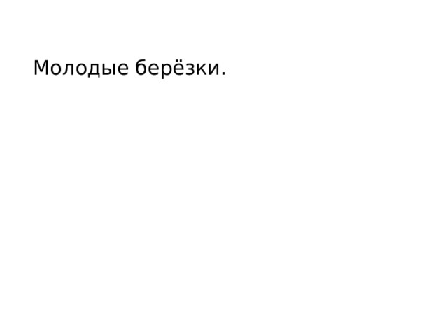 Молодые берёзки. 
