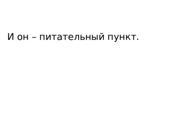 И он – питательный пункт. 