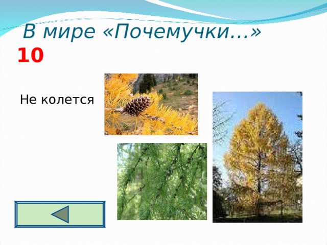  В мире «Почемучки…» 10 Не колется   