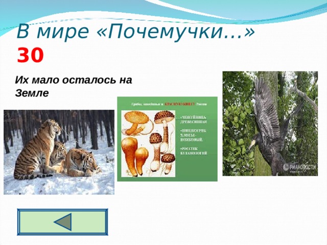 В мире «Почемучки…» 3 0 Их мало осталось на Земле  
