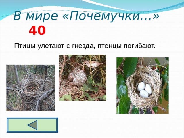  В мире «Почемучки…» 4 0  Птицы улетают с гнезда, птенцы погибают.  
