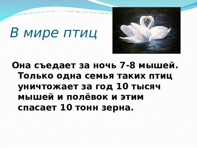 В мире птиц 10    Она съедает за ночь 7-8 мышей. Только одна семья таких птиц уничтожает за год 10 тысяч мышей и полёвок и этим спасает 10 тонн зерна.  