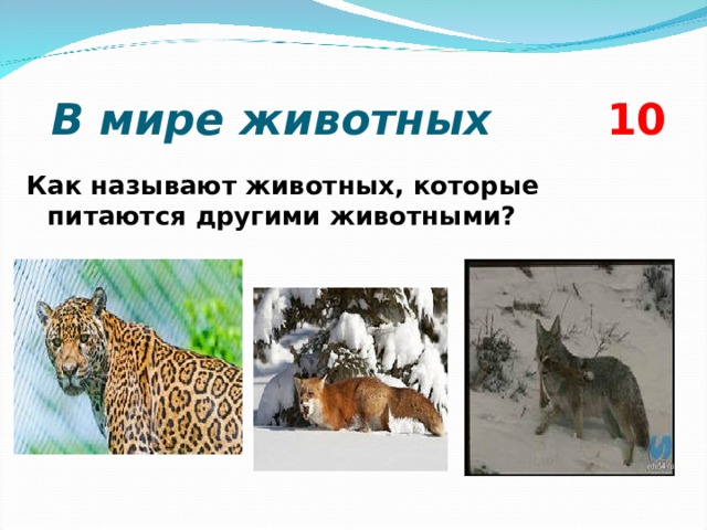  В мире животных  10 Как называют животных, которые питаются другими животными?  