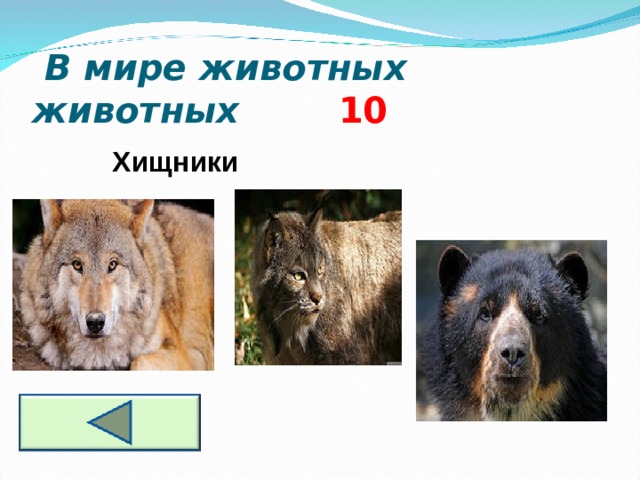  В мире животных животных 10  Хищники  