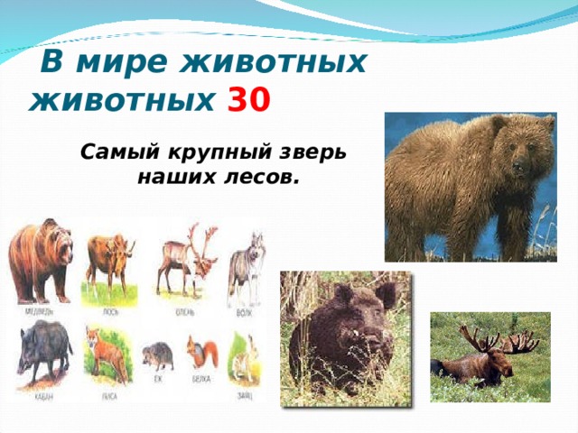  В мире животных животных  3 0 Самый крупный зверь наших лесов.   