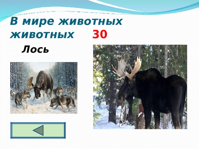 В мире животных животных  3 0  Лось  