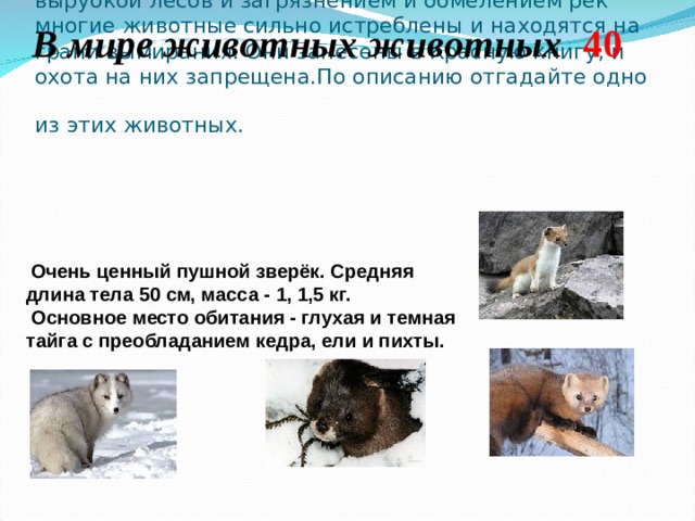 В мире животных животных  4 0 В результате варварских способов охоты, в связи с вырубкой лесов и загрязнением и обмелением рек многие животные сильно истреблены и находятся на грани вымирания. Они занесены в Красную книгу, и охота на них запрещена.По описанию отгадайте одно из этих животных.   Очень ценный пушной зверёк. Средняя длина тела 50 см, масса - 1, 1,5 кг.  Основное место обитания - глухая и темная тайга с преобладанием кедра, ели и пихты.  