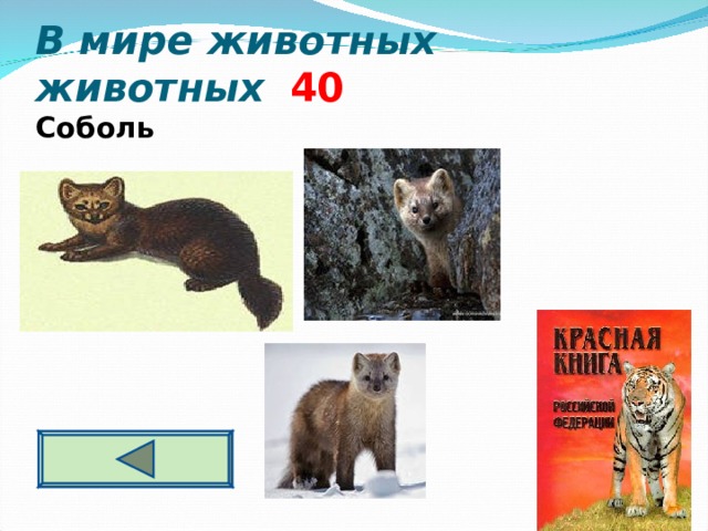 В мире животных животных  4 0  Соболь    