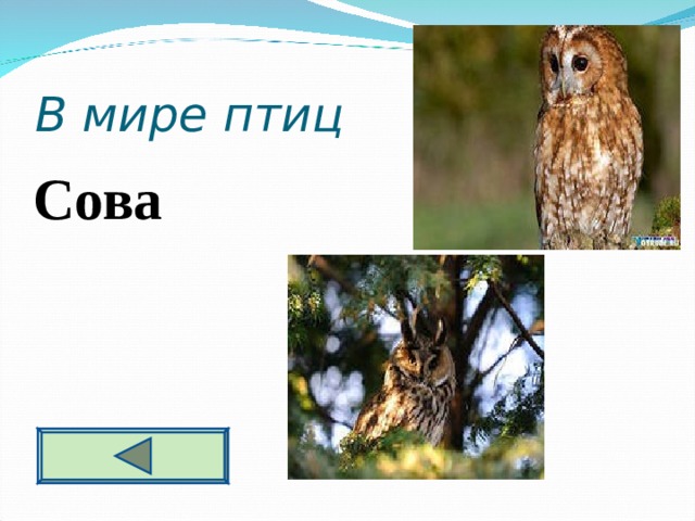 В мире птиц 10  Сова    
