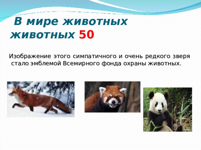  В мире животных животных  5 0  Изображение этого симпатичного и очень редкого зверя стало эмблемой Всемирного фонда охраны животных.  