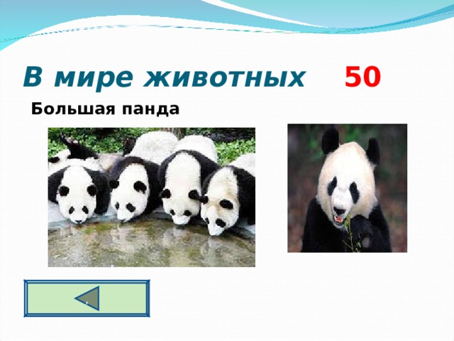 В мире животных  5 0 Большая панда  ,  