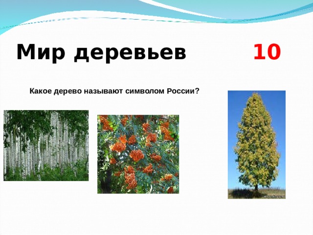 Мир деревьев 10  Какое дерево называют символом России?    