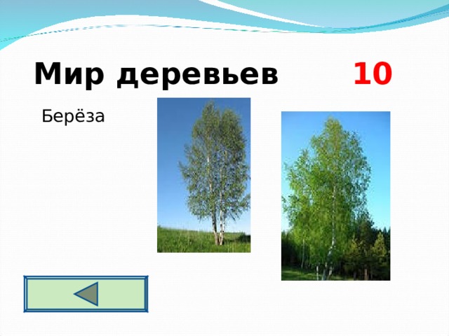  Мир деревьев 10  Берёза  