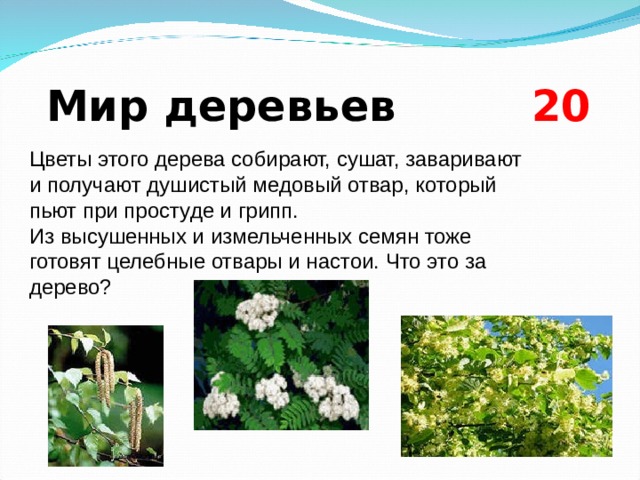  Мир деревьев  2 0 Цветы этого дерева собирают, сушат, заваривают и получают душистый медовый отвар, который пьют при простуде и грипп. Из высушенных и измельченных семян тоже готовят целебные отвары и настои. Что это за дерево?  