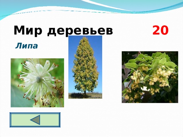  Мир деревьев  2 0  Липа 