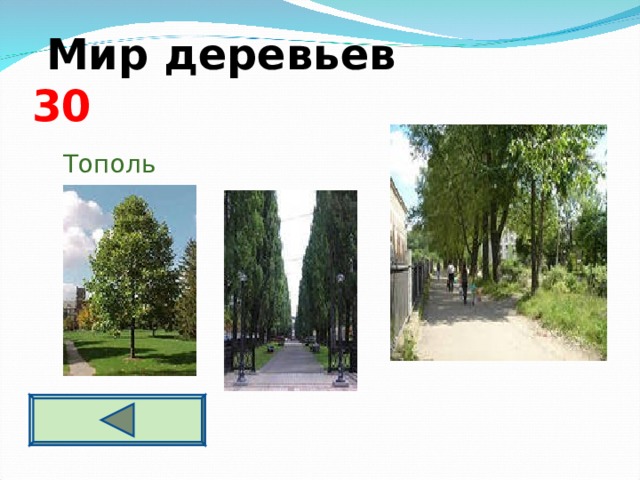  Мир деревьев  3 0  Тополь 