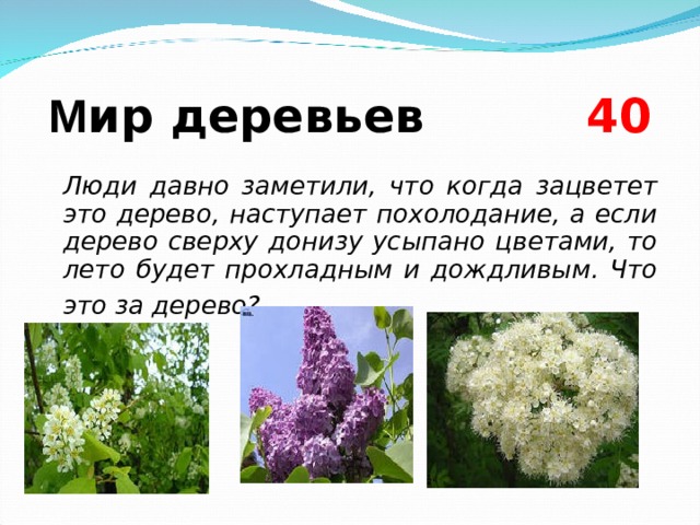  М ир деревьев  4 0  Люди давно заметили, что когда зацветет это дерево, наступает похолодание, а если дерево сверху донизу усыпано цветами, то лето будет прохладным и дождливым. Что это за дерево?   