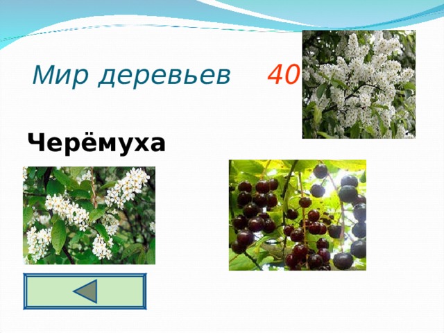  М ир деревьев 40     Черёмуха  