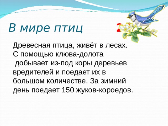 В мире птиц 2 0 Древесная птица, живёт в лесах. С помощью клюва-долота  добывает из-под коры деревьев вредителей и поедает их в большом количестве. За зимний день поедает 150 жуков-короедов.  