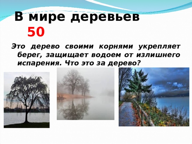  В мире деревьев  5 0 Это дерево своими корнями укрепляет берег, защищает водоем от излишнего испарения. Что это за дерево?   