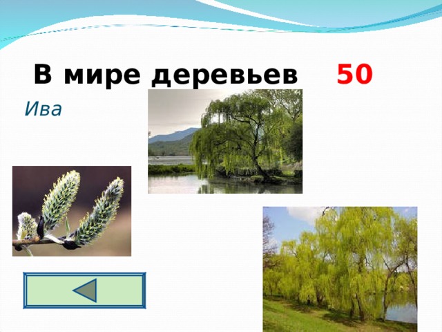  В мире деревьев  5 0  Ива  