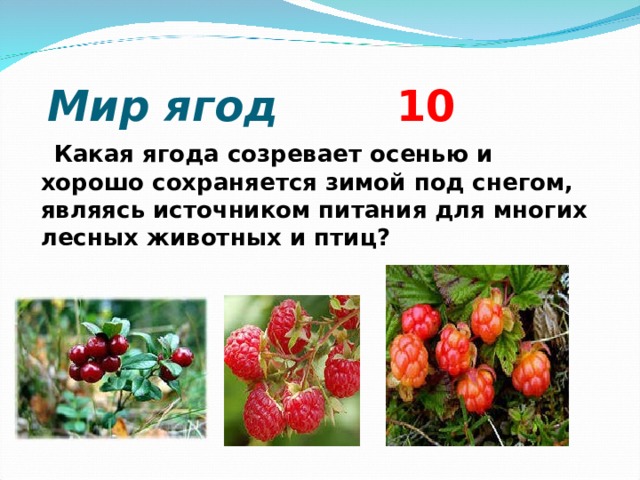  Мир ягод 10  Какая ягода созревает осенью и хорошо сохраняется зимой под снегом, являясь источником питания для многих лесных животных и птиц?    