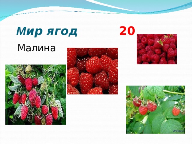  М ир ягод 2 0  Малина    