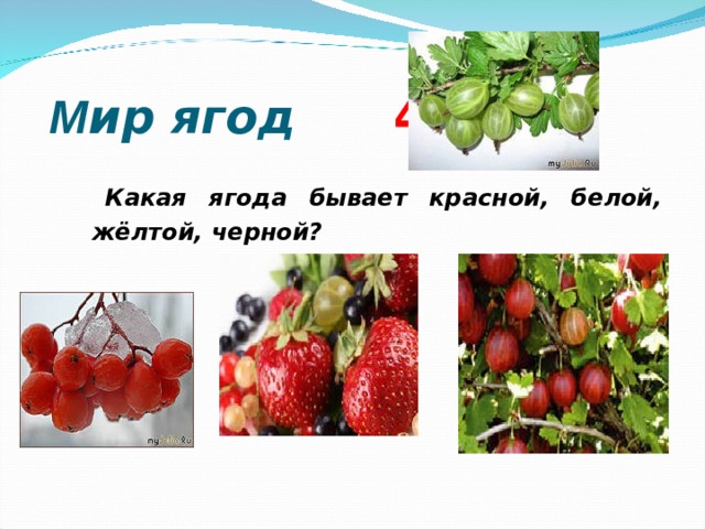  М ир ягод 4 0  Какая ягода бывает красной, белой, жёлтой, черной?  Какая ягода бывает красной, белой, жёлтой, черной?  