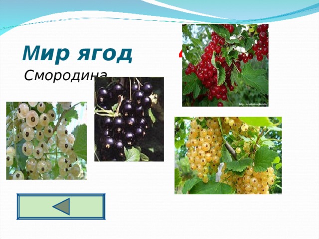  М ир ягод 4 0  Смородина  