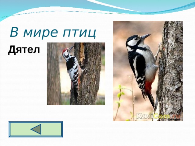 В мире птиц 2 0 Дятел  