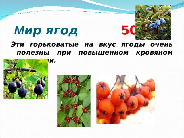 М ир ягод 5 0 Эти горьковатые на вкус ягоды очень полезны при повышенном кровяном давлении.  