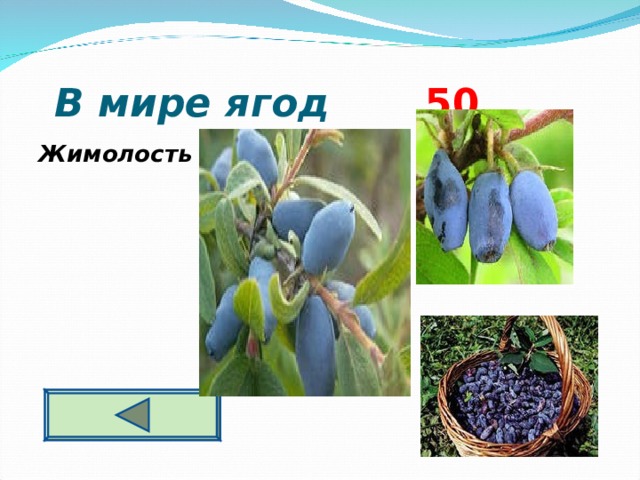  В мире ягод 5 0 Жимолость  