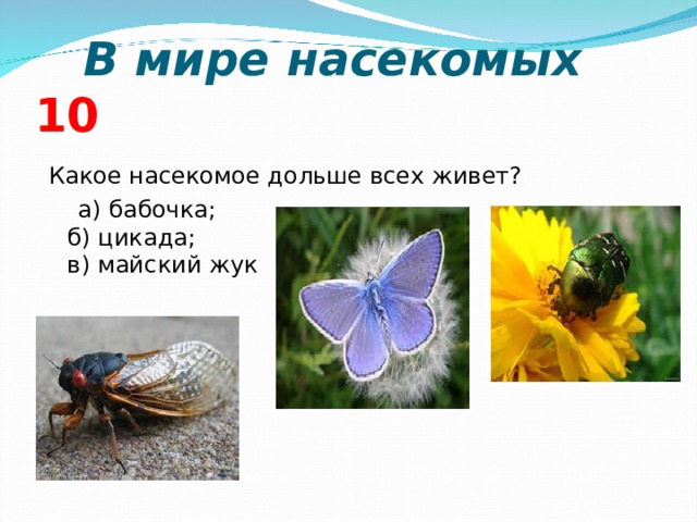  В мире насекомых 10 Какое насекомое дольше всех живет?  а) бабочка;  б) цикада;  в) майский жук  