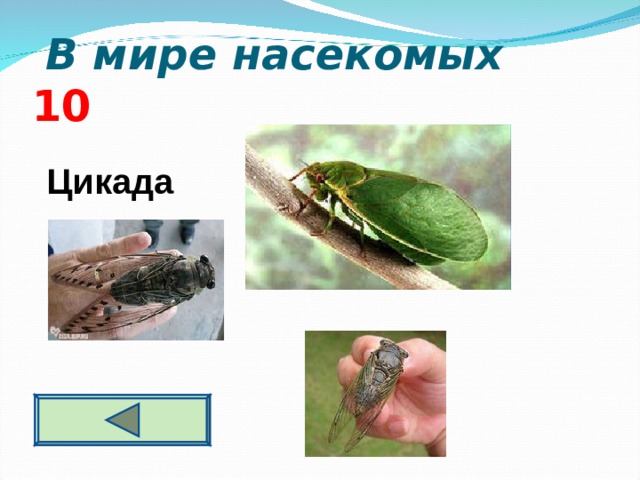  В мире насекомых 10 Цикада  