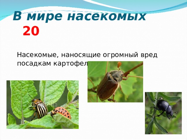  В мире насекомых 2 0  Насекомые, наносящие огромный вред посадкам картофеля, это….    