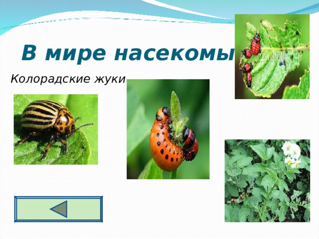  В мире насекомых 2 0 Колорадские жуки  